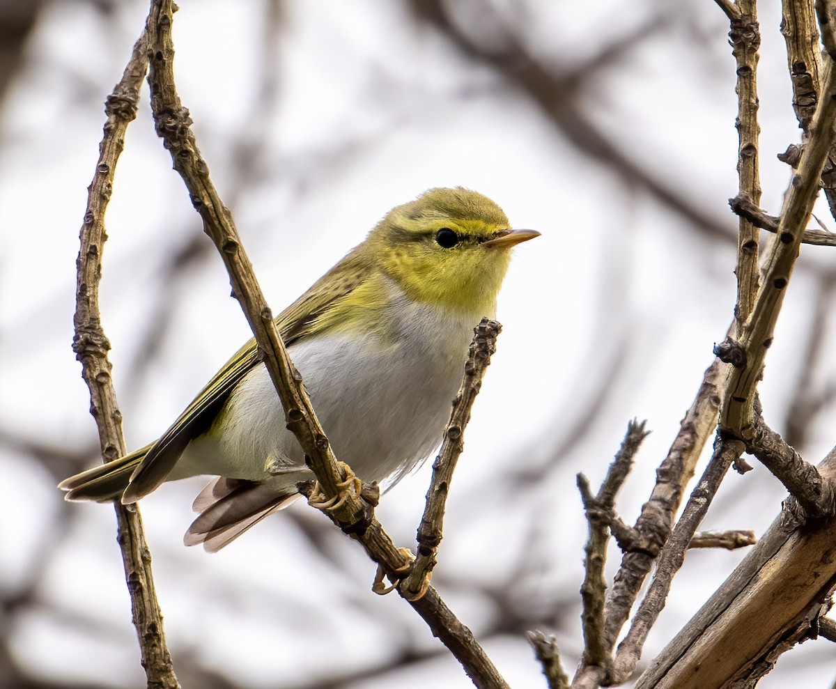 Wood Warbler - Mel Senac