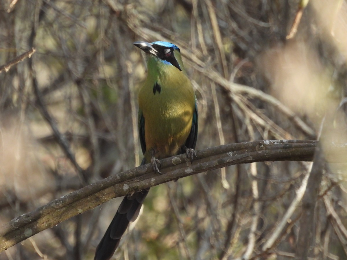 Whooping Motmot (argenticinctus) - Fernando Angulo - CORBIDI