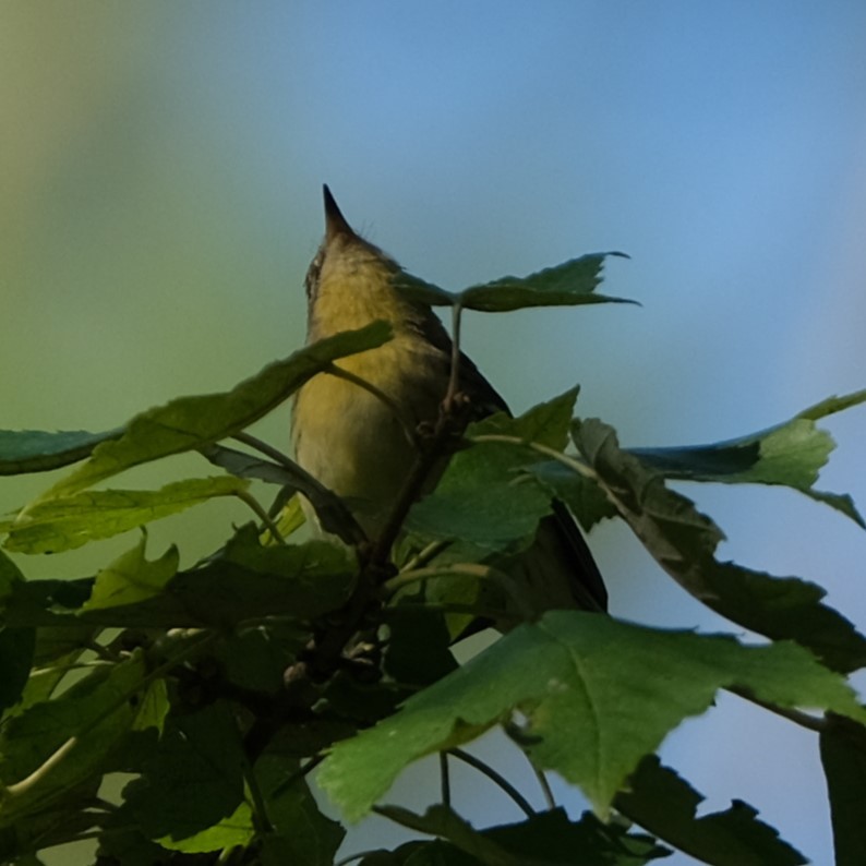 Blackburnian Warbler - ML494600631