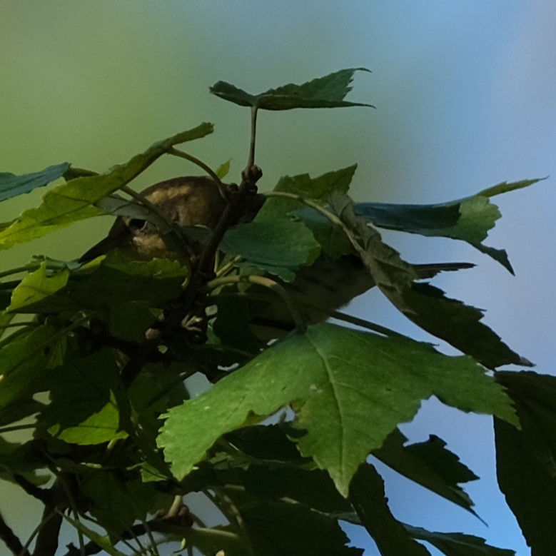 Blackburnian Warbler - ML494600641