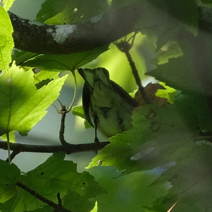 Blackburnian Warbler - ML494600651
