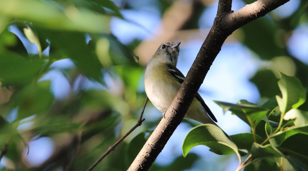 Cassin's Vireo (Cassin's) - ML494601831