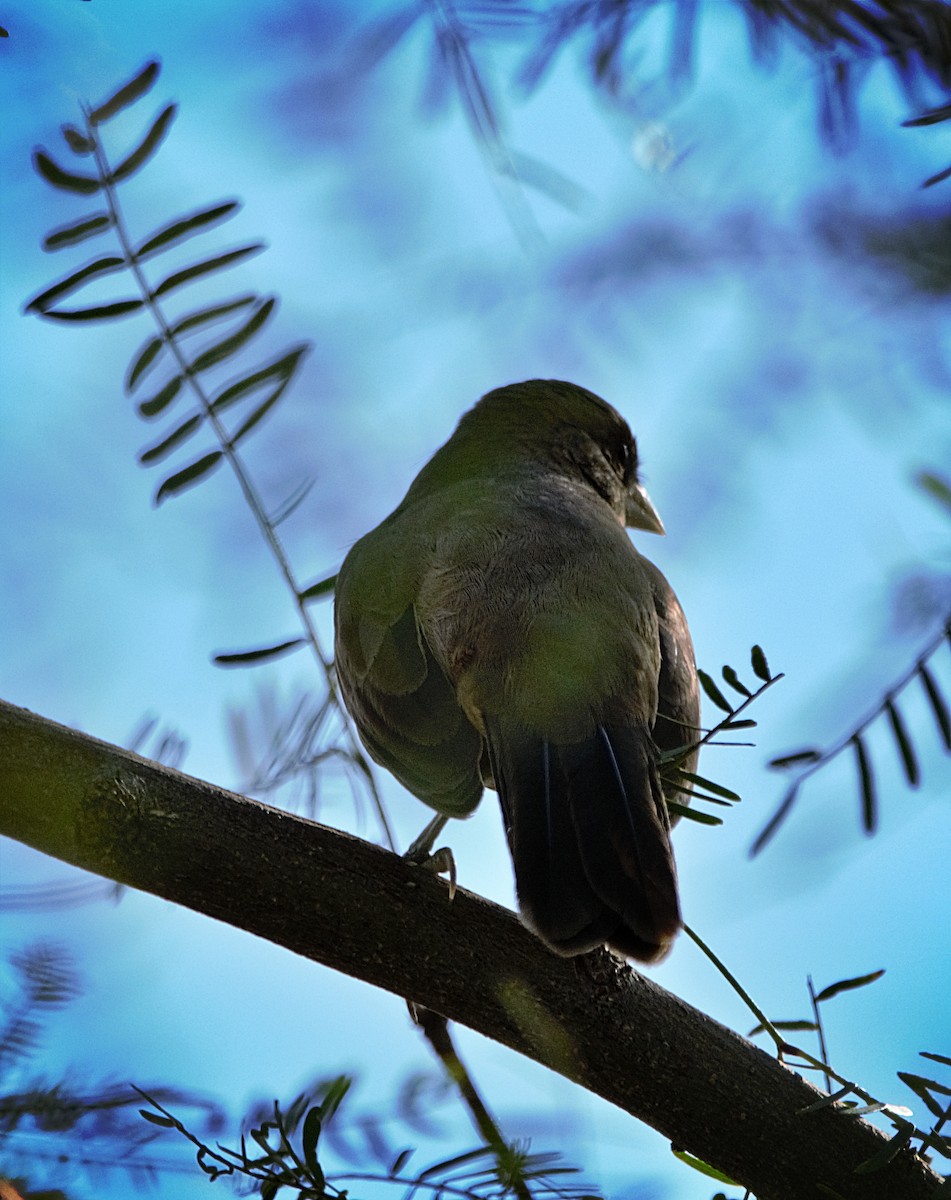 Abert's Towhee - Aurelia Kucera