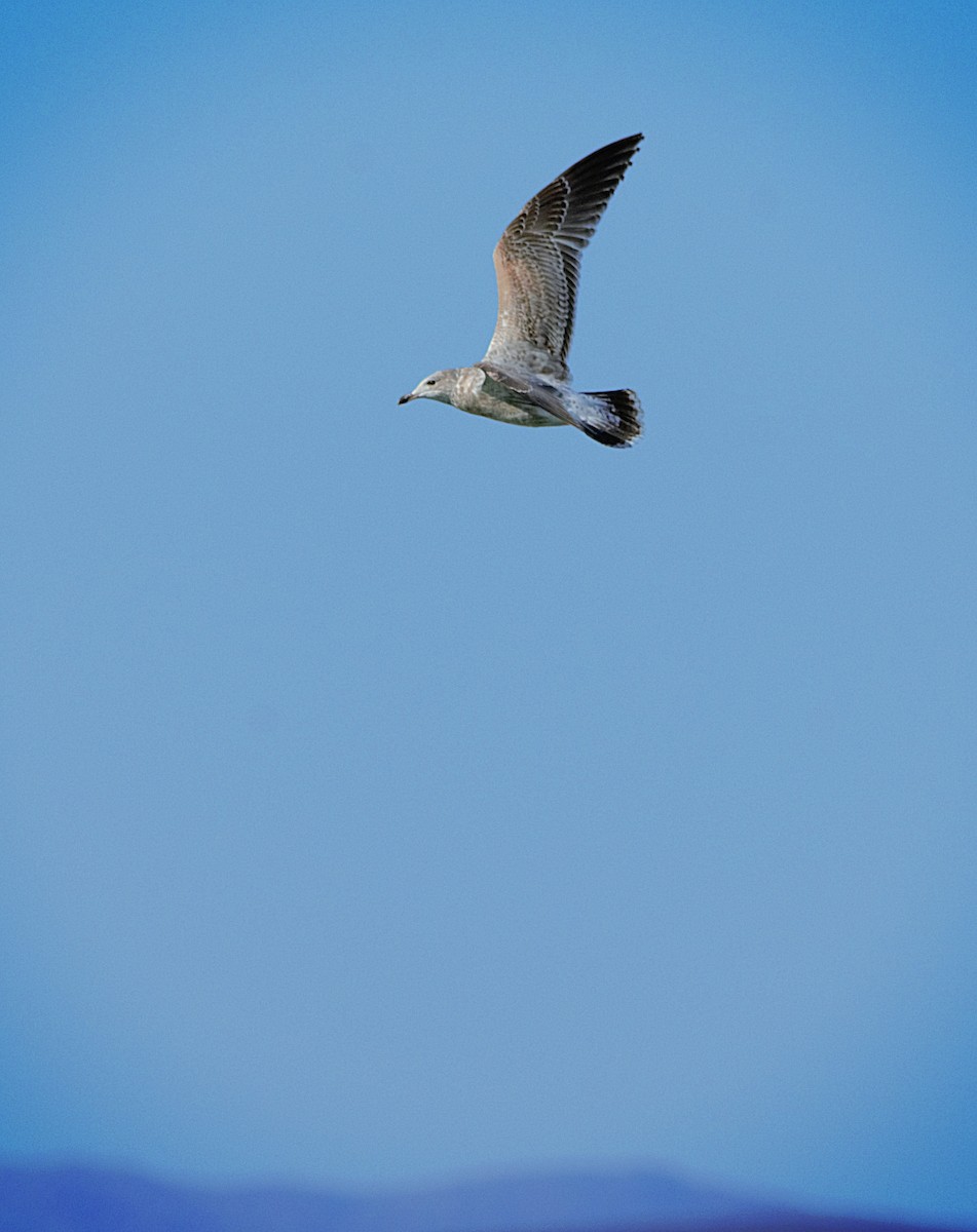 Ring-billed Gull - ML494604821