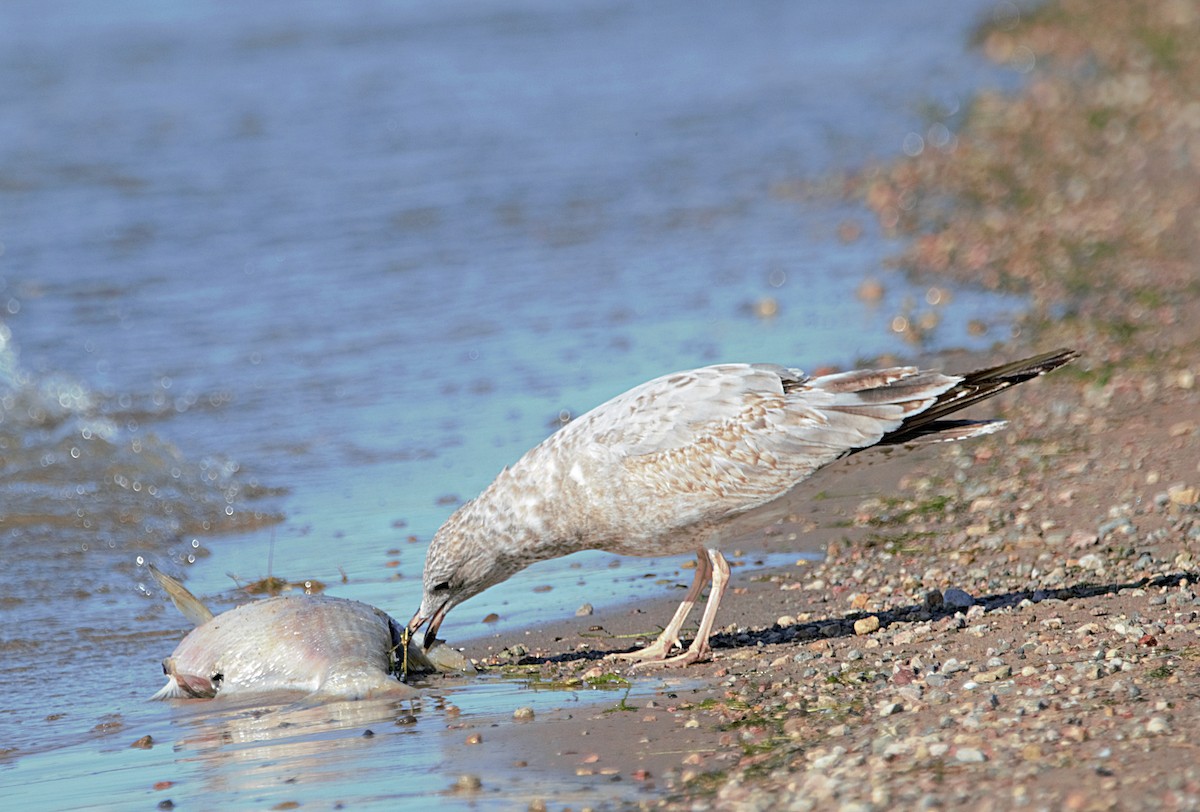 Ring-billed Gull - ML494604831