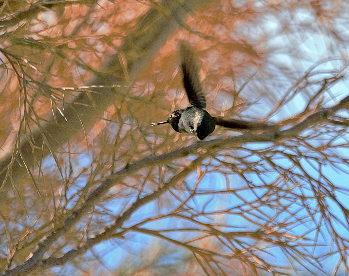 Anna's Hummingbird - Aurelia Kucera