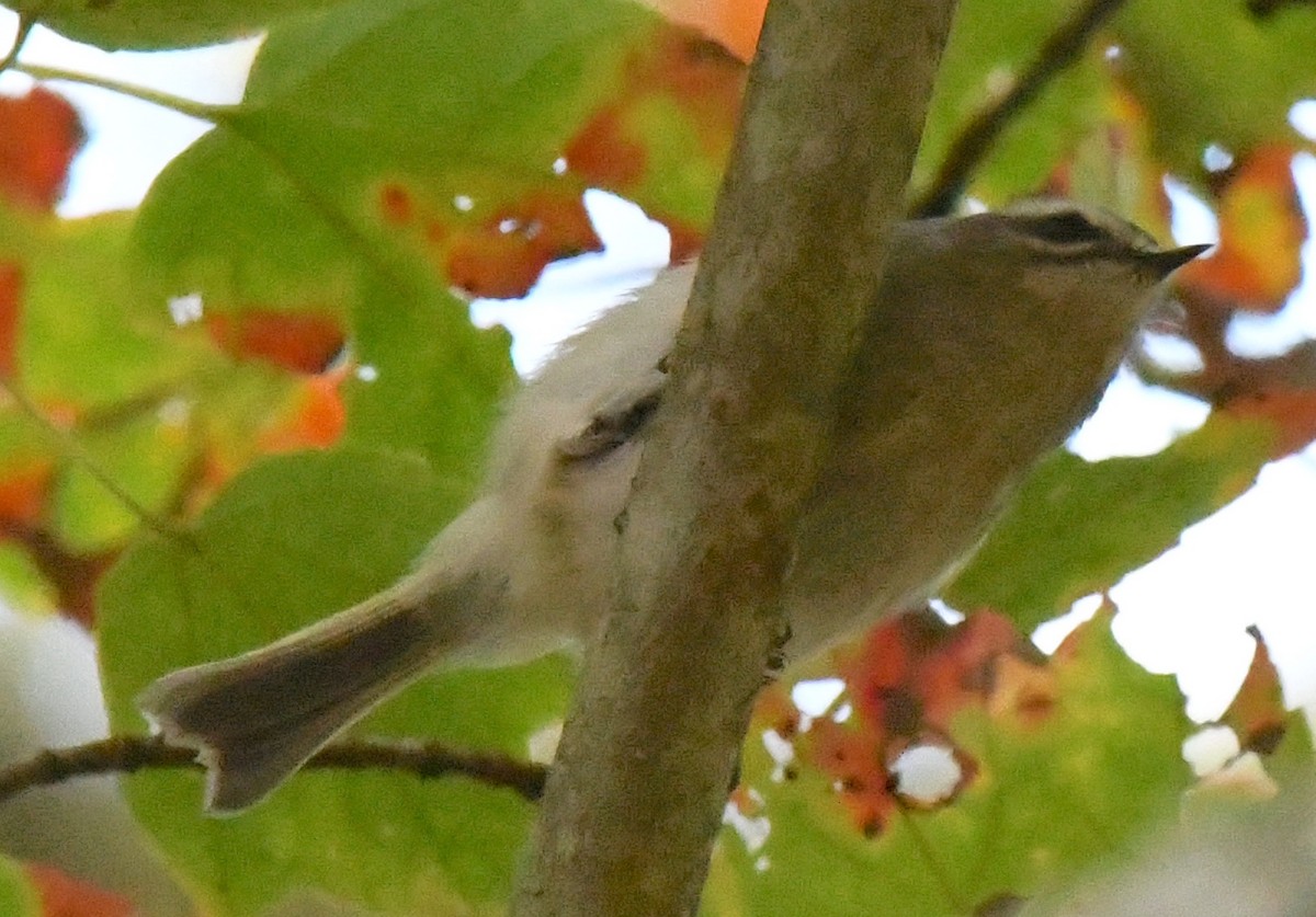 Roitelet à couronne dorée - ML494606111