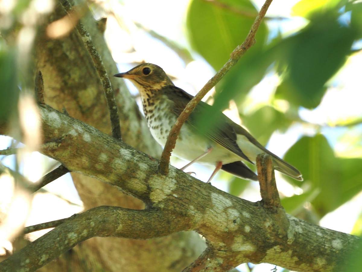 Swainson's Thrush - ML494607171