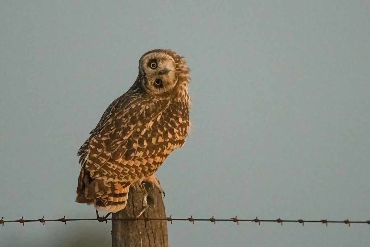 Short-eared Owl - ML494607351
