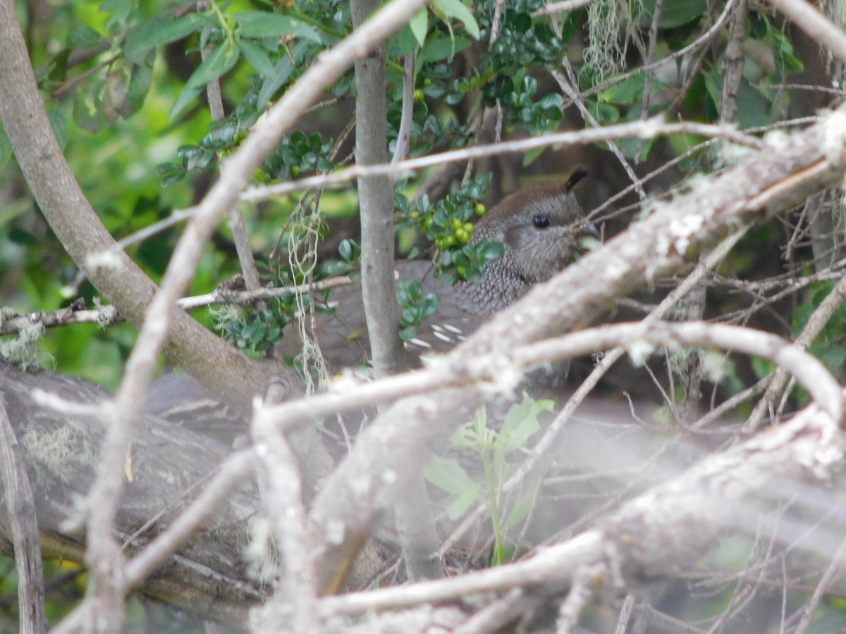 California Quail - ML494607381