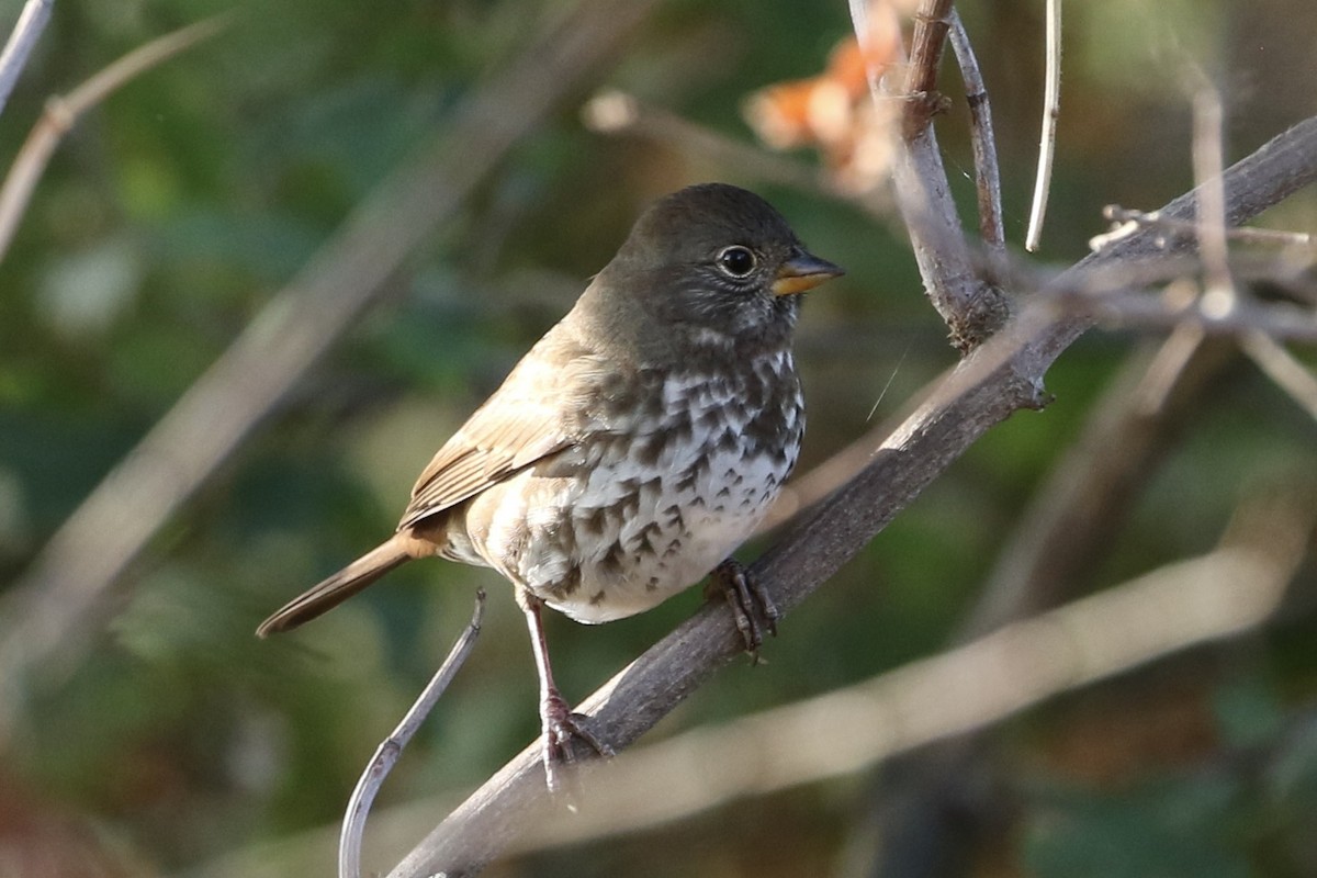 Fox Sparrow - ML494607871