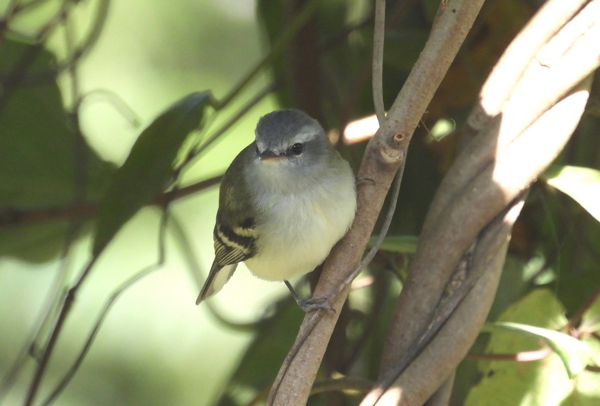 White-tailed Tyrannulet - Fernando Angulo - CORBIDI