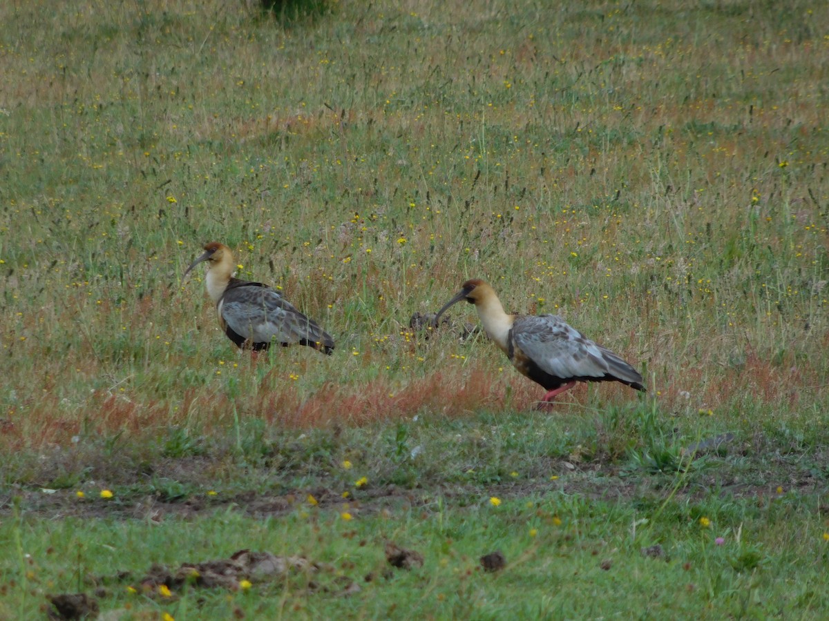 Black-faced Ibis - ML494608241