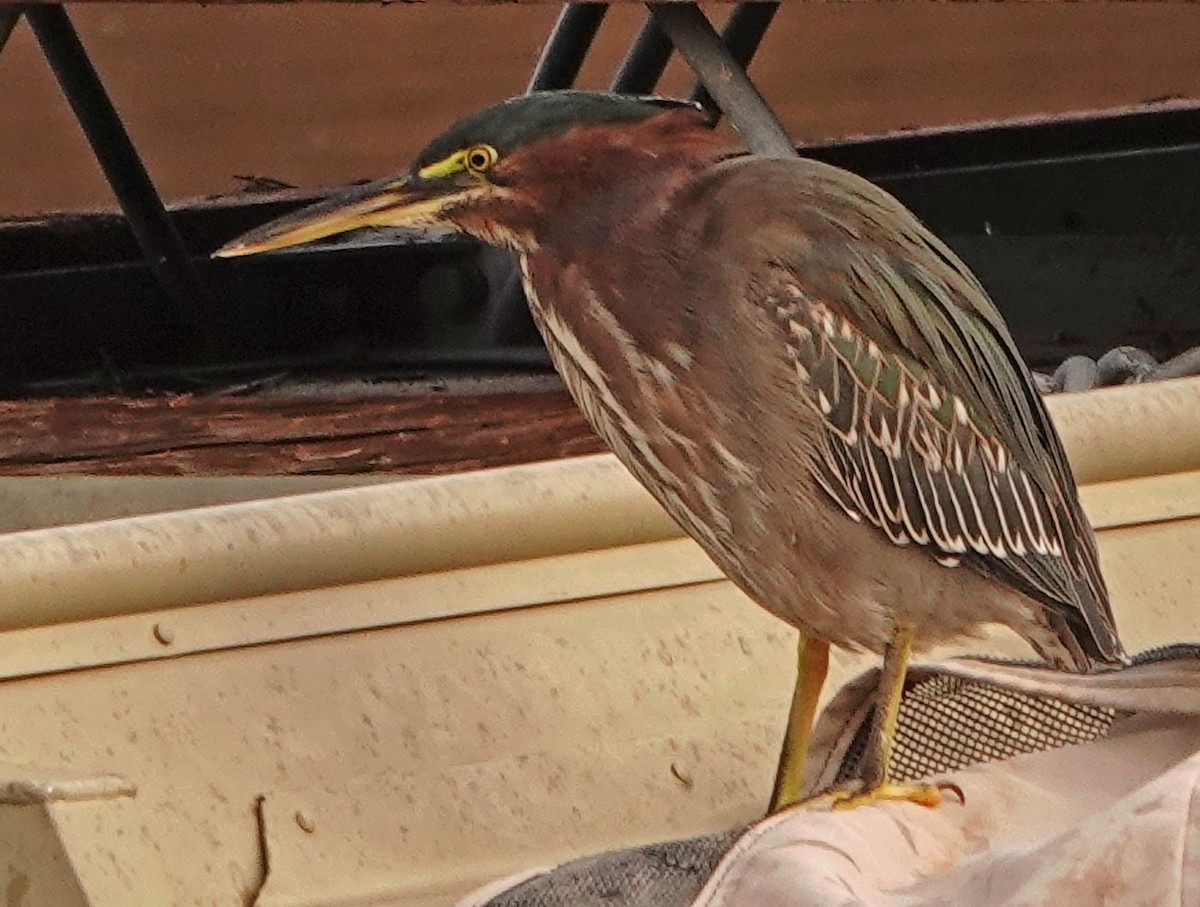 Green Heron - ML494608781