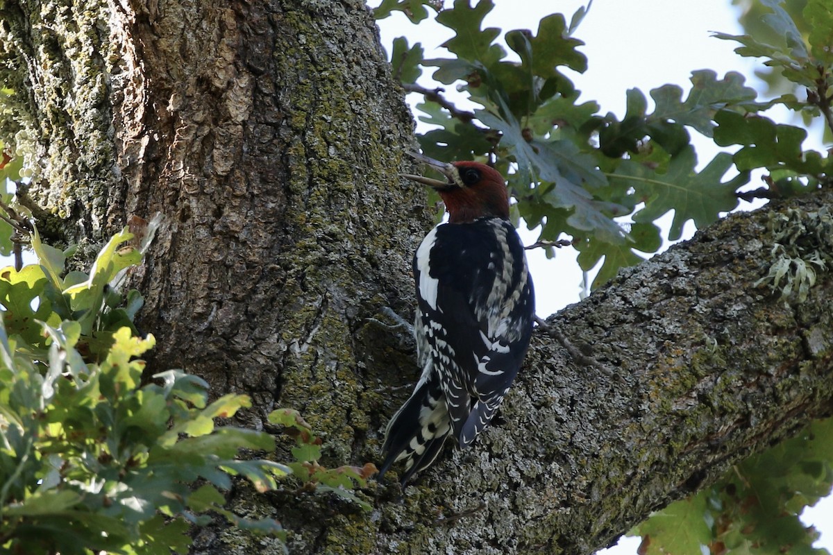 Red-breasted Sapsucker - Roger Woodruff