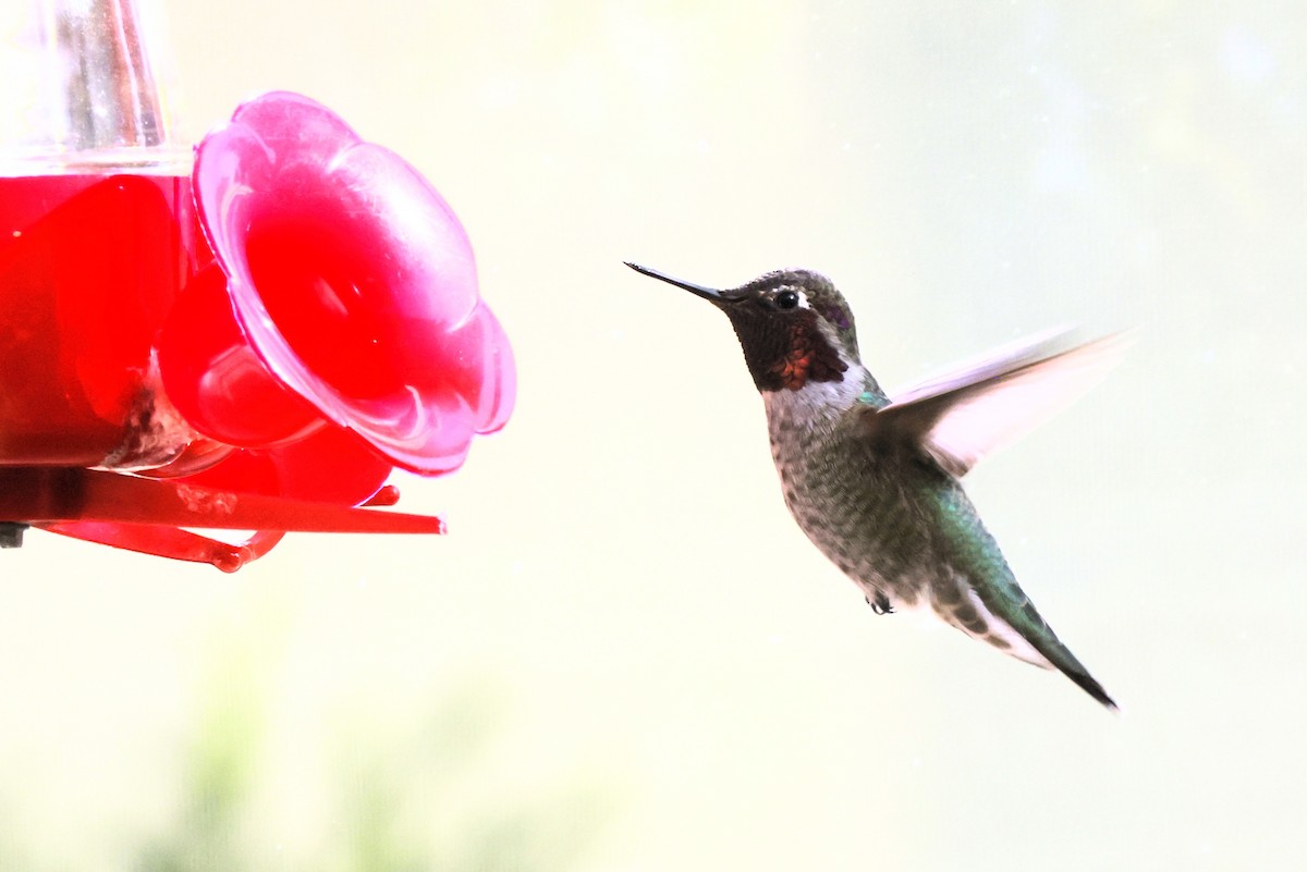 Anna's Hummingbird - Scott Ray