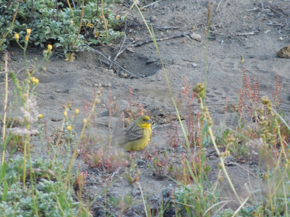 Black-chinned Siskin - ML494609371