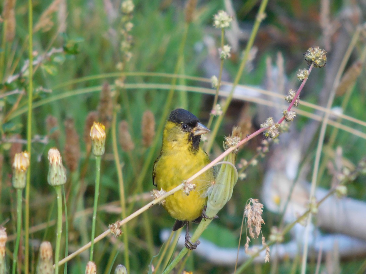 Black-chinned Siskin - ML494609381