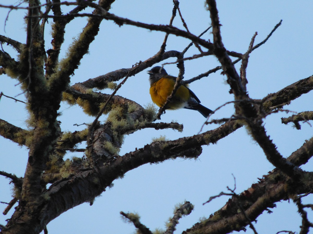 Patagonian Sierra Finch - Juan Martín Fernandez Cecenarro