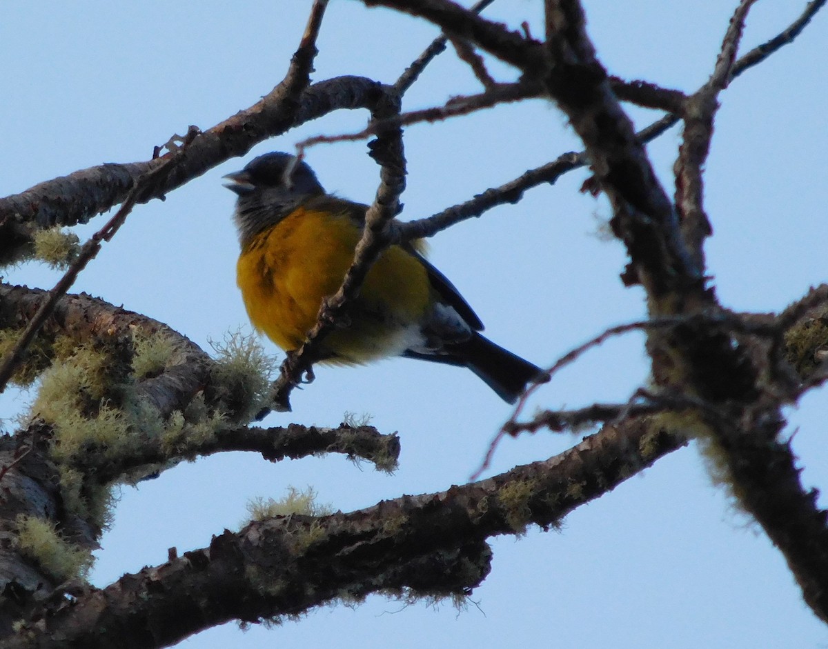 Patagonian Sierra Finch - ML494611121