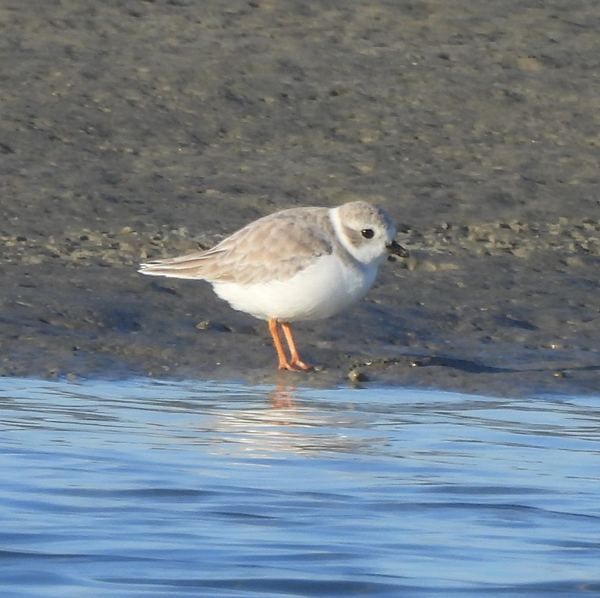 Piping Plover - ML494612891