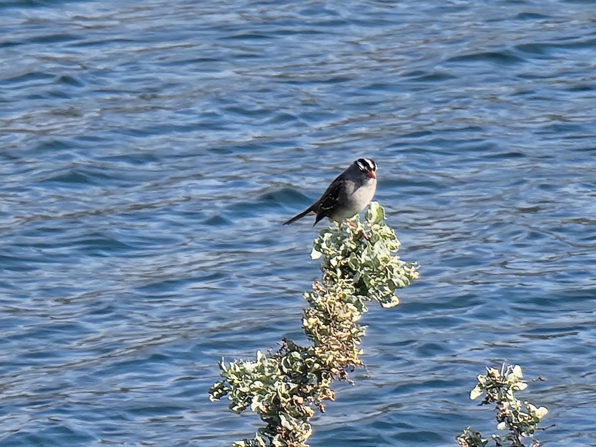 White-crowned Sparrow - ML494613621