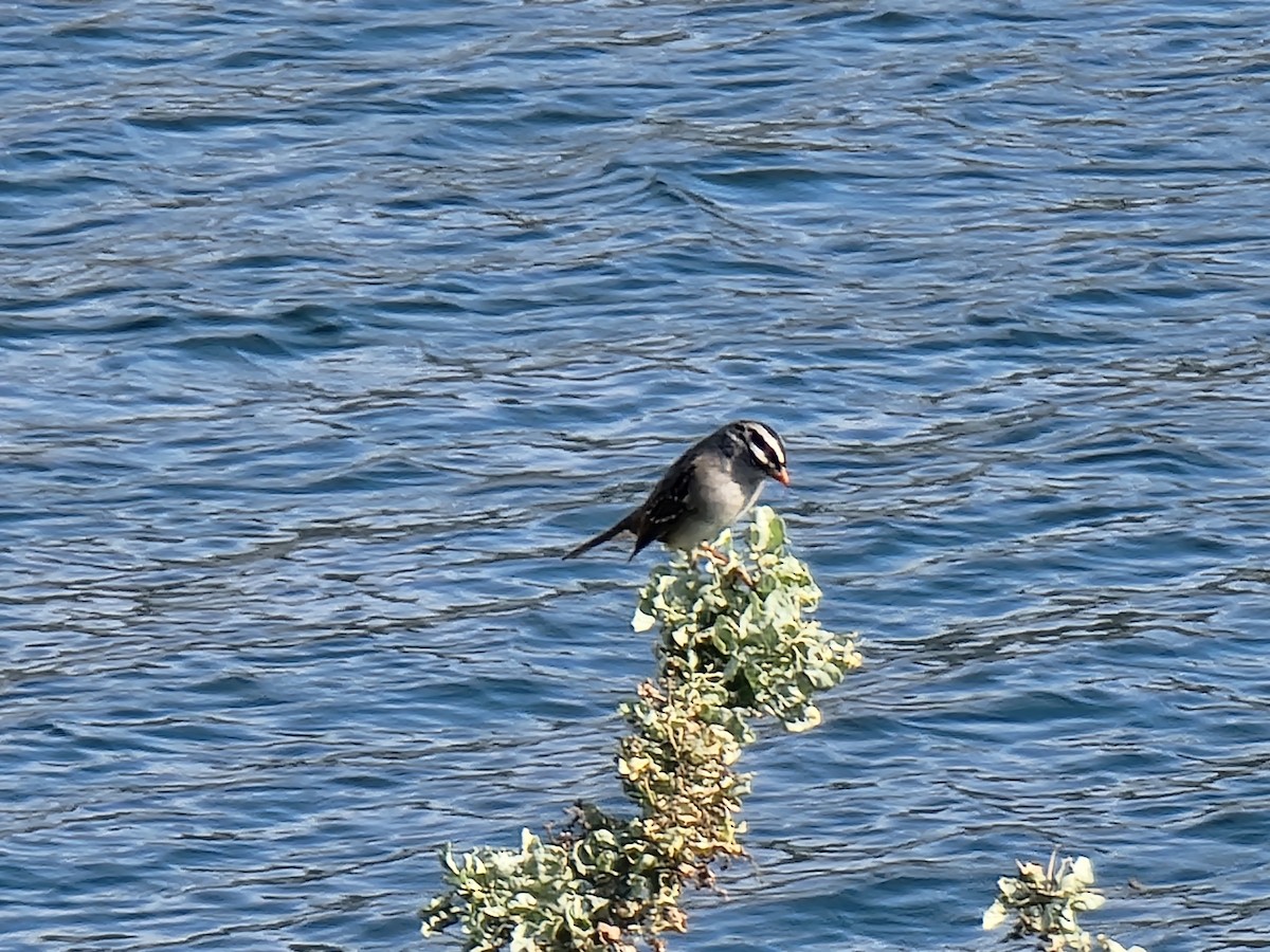 White-crowned Sparrow - ML494613631