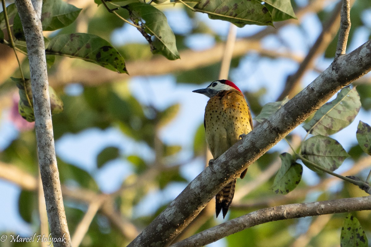 Spot-breasted Woodpecker - ML494614731