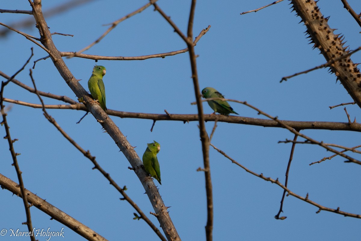 Spectacled Parrotlet - ML494616061