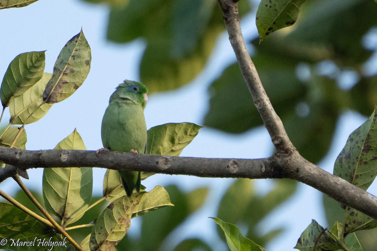 Spectacled Parrotlet - ML494616071