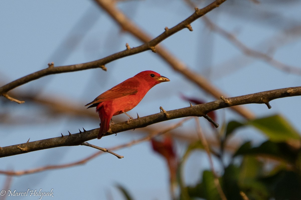 Summer Tanager - ML494616241