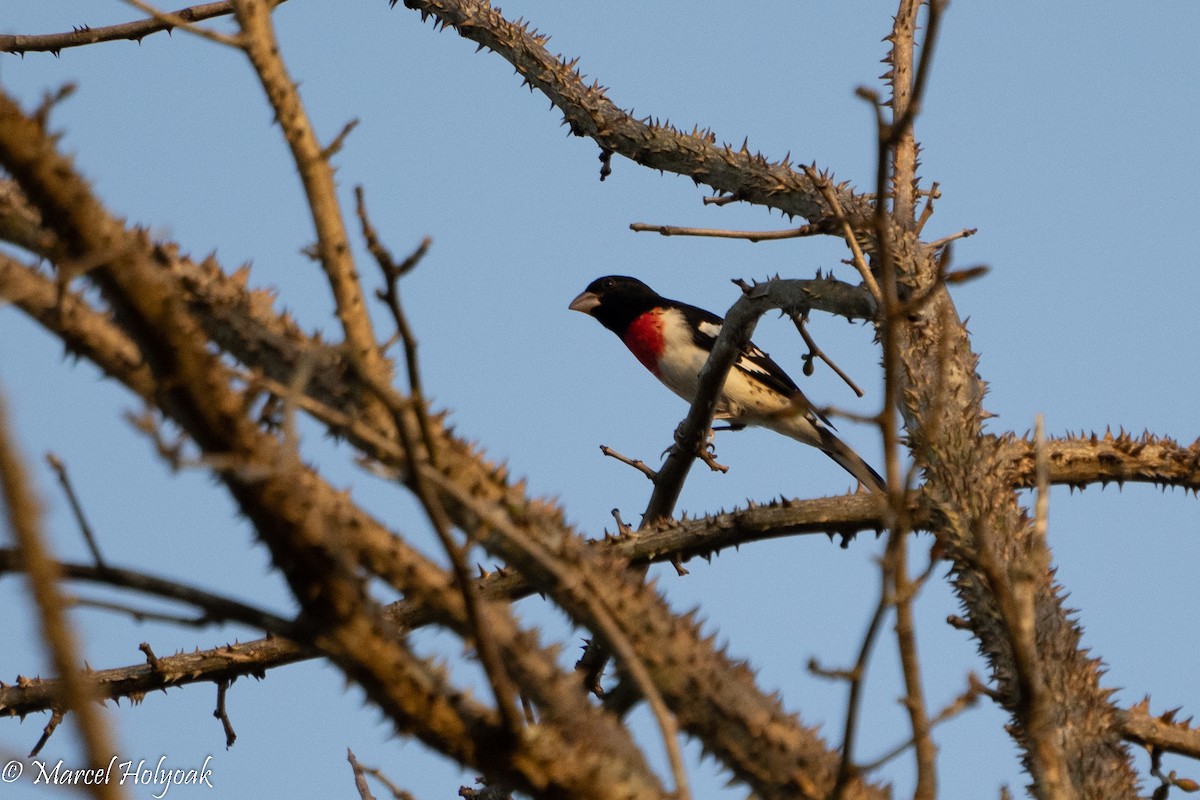 Rose-breasted Grosbeak - ML494616371