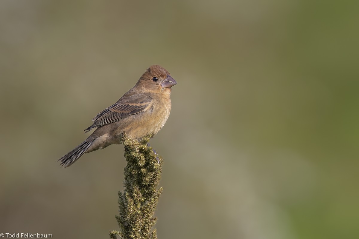 Blue Grosbeak - Todd Fellenbaum