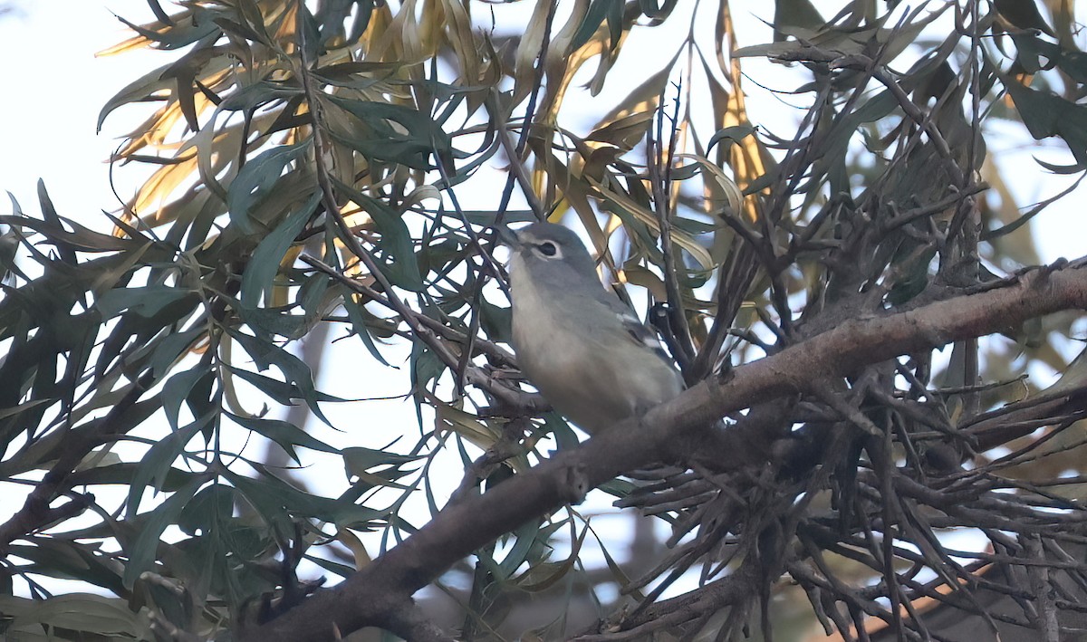 Plumbeous Vireo - ML494618861