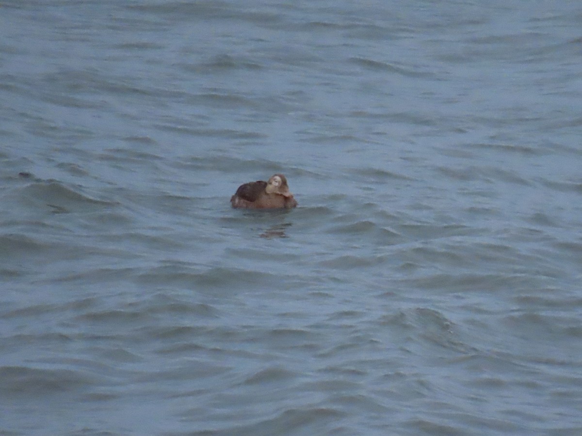 Spectacled Eider - ML494619161