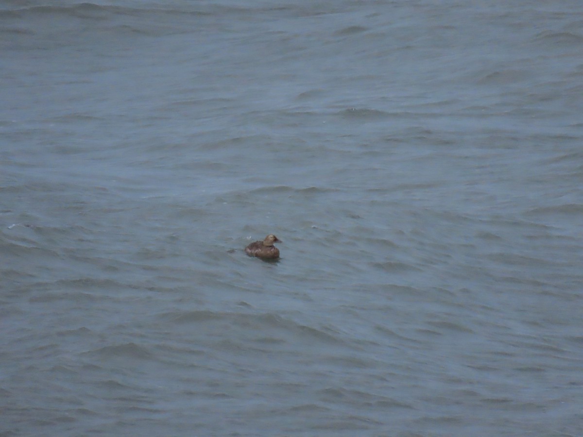 Spectacled Eider - ML494619171