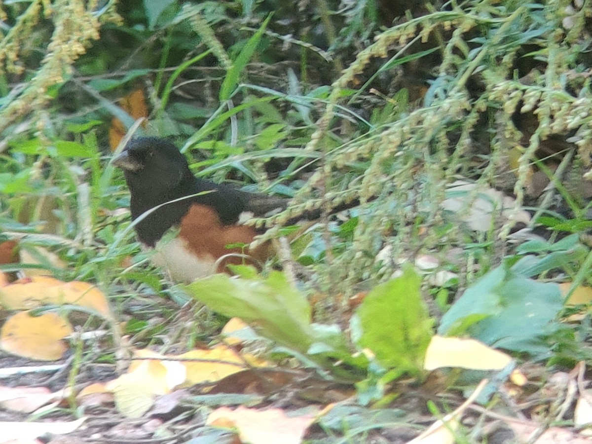 Eastern Towhee - ML494619481