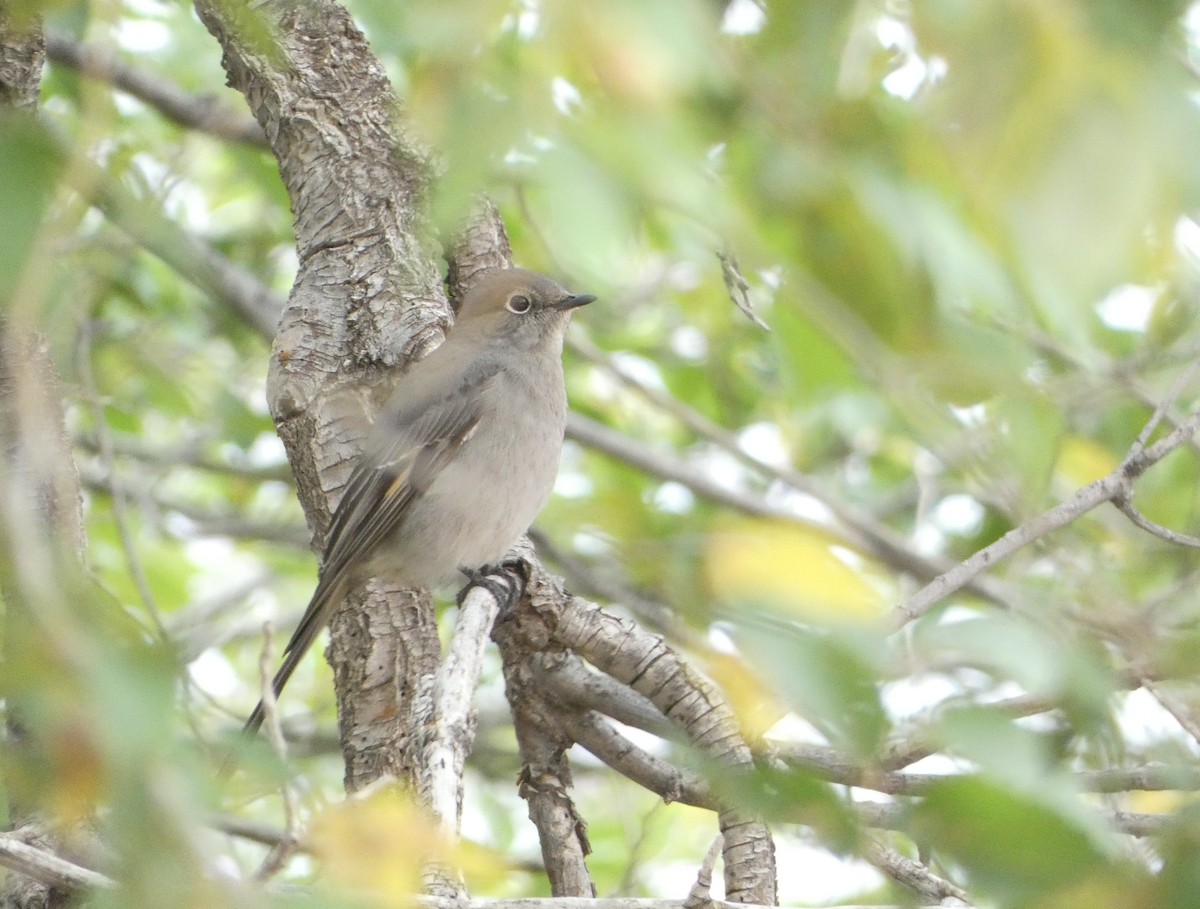 Townsend's Solitaire - Christopher Rustay