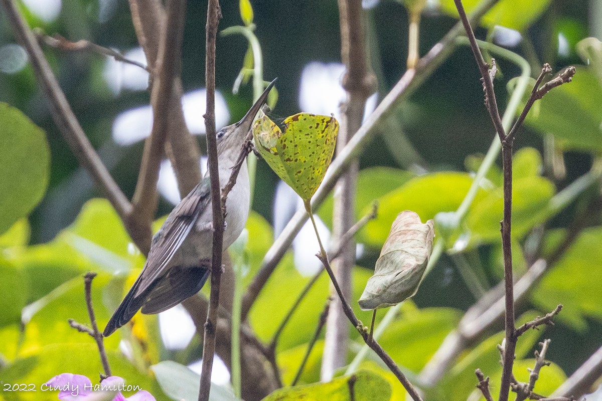 Wedge-tailed Sabrewing - Cindy Hamilton