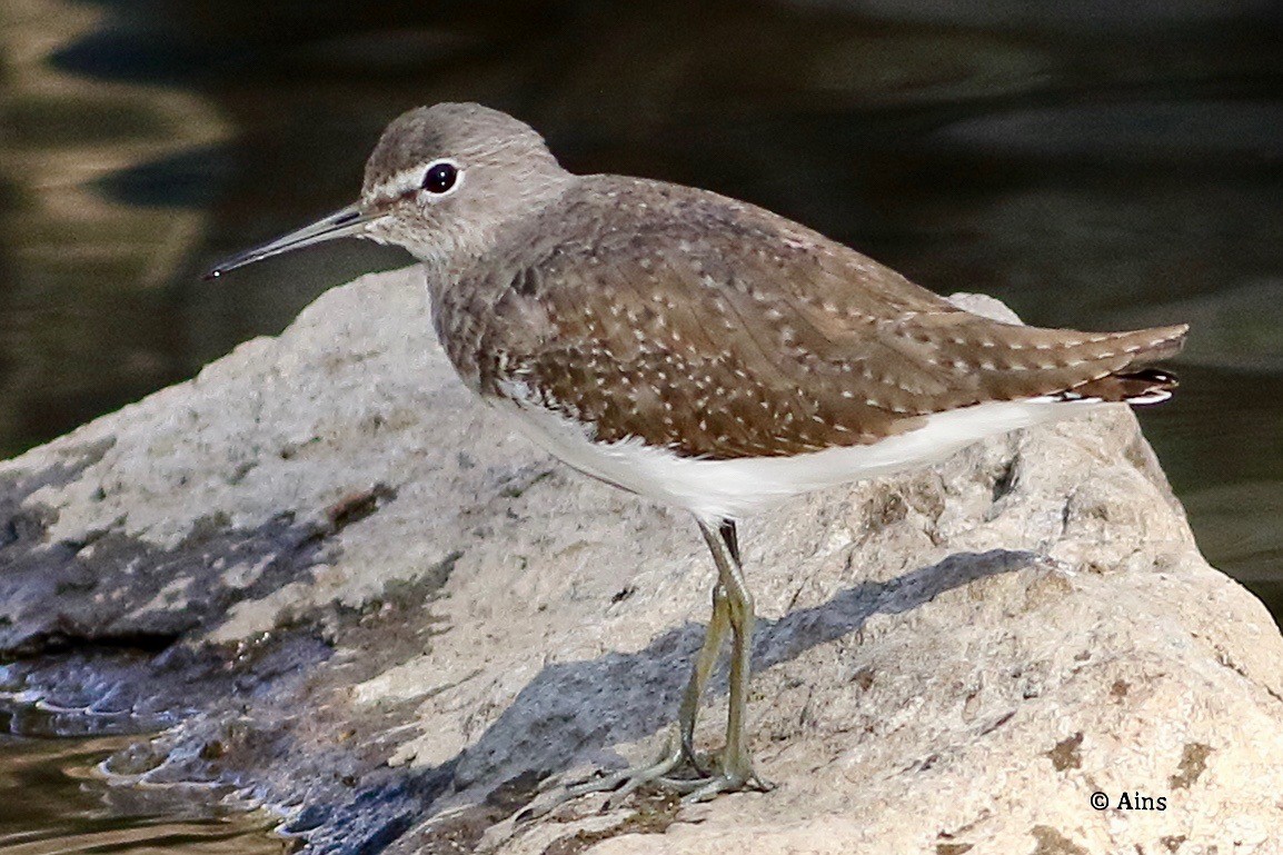 Green Sandpiper - ML494623141