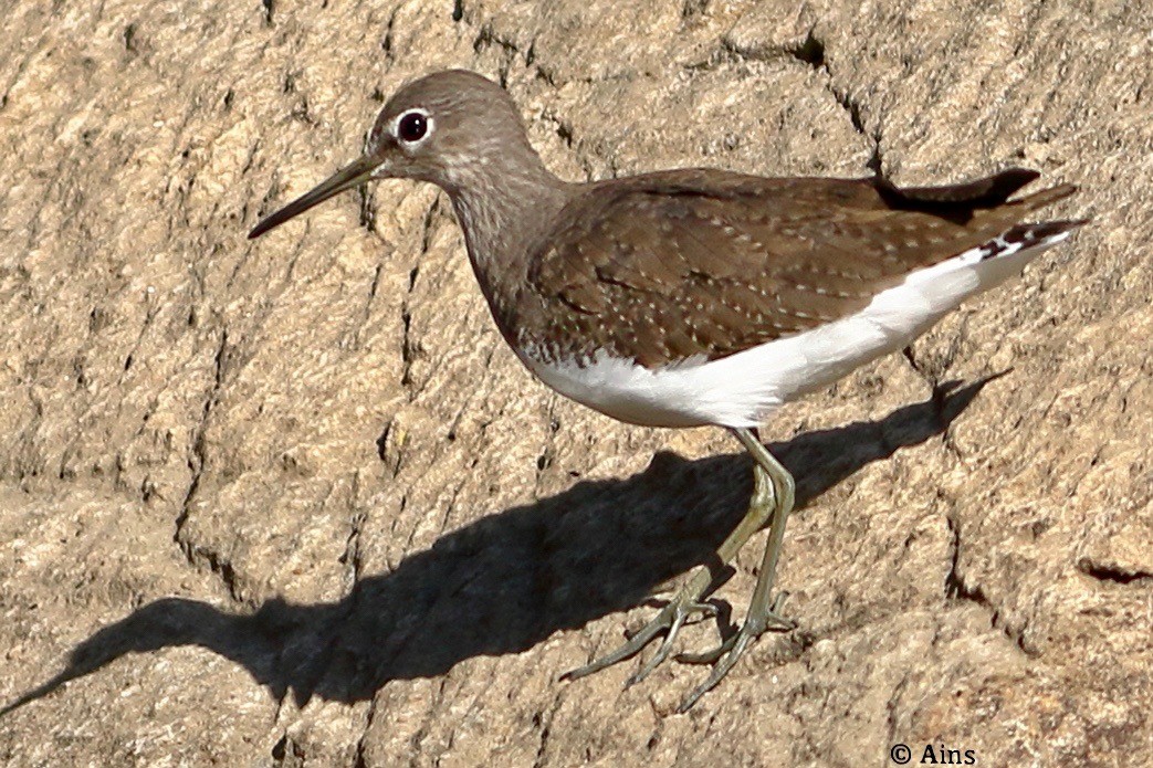 Green Sandpiper - ML494623161