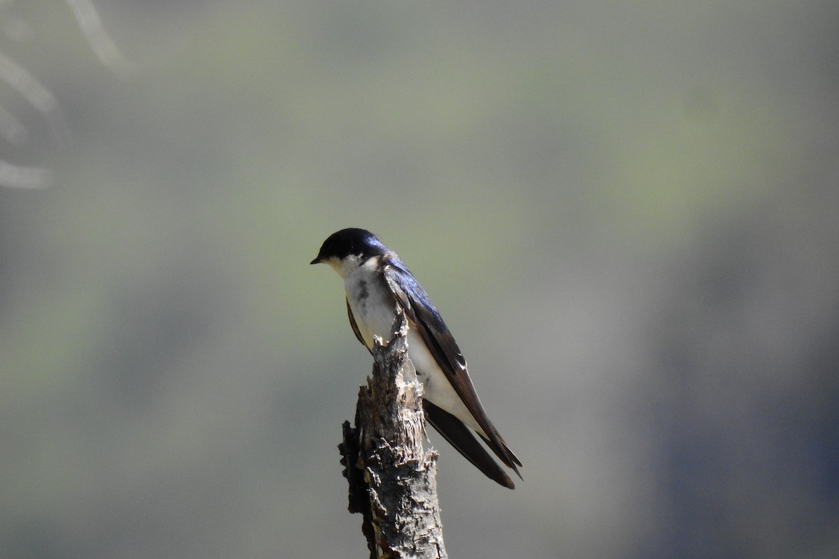 Golondrina Chilena - ML494626081