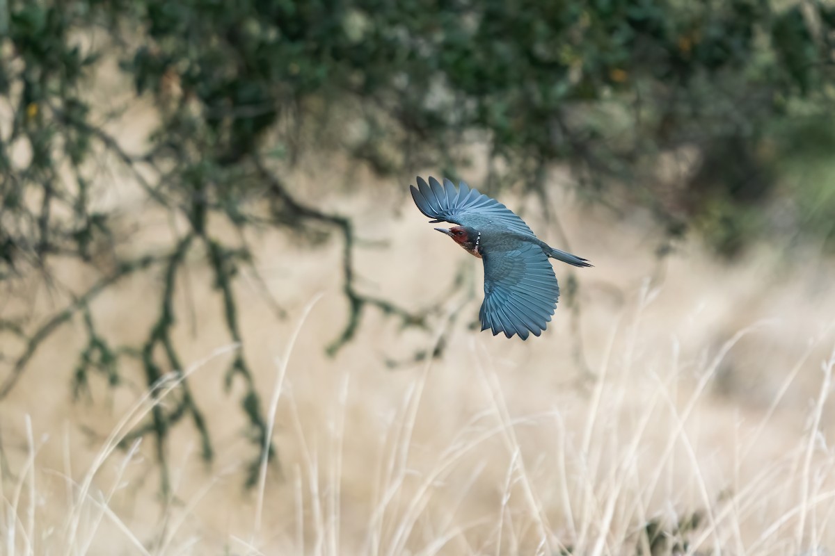 Lewis's Woodpecker - Derek Lecy