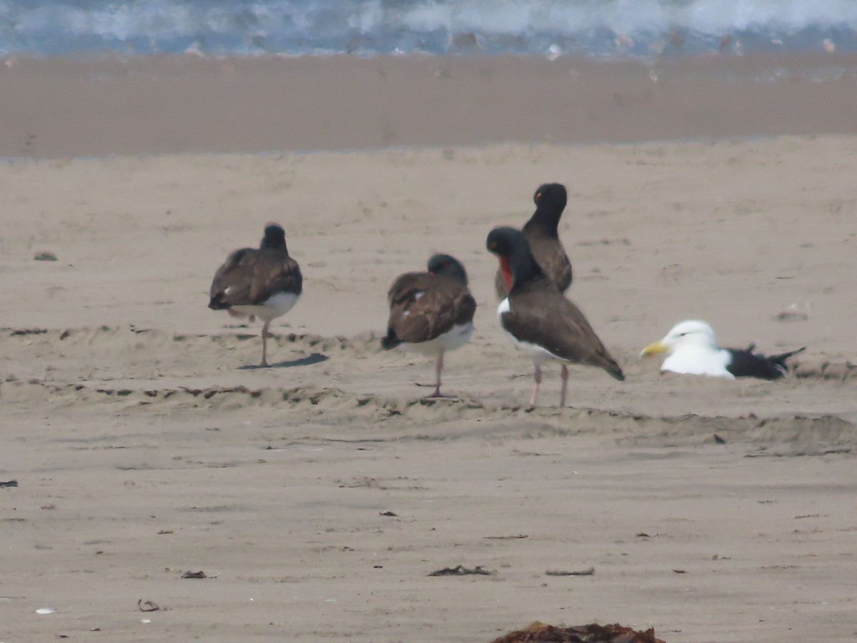 American Oystercatcher - ML494626451