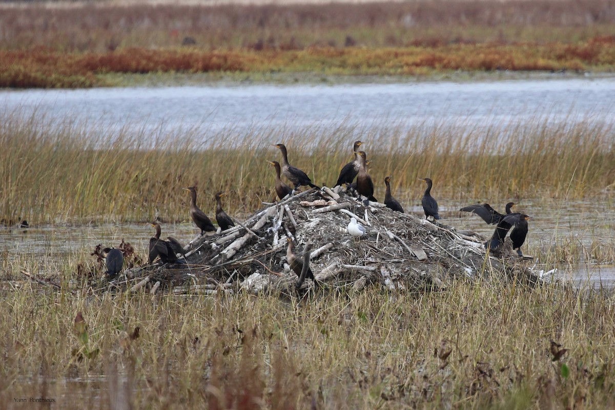 Double-crested Cormorant - ML494626531