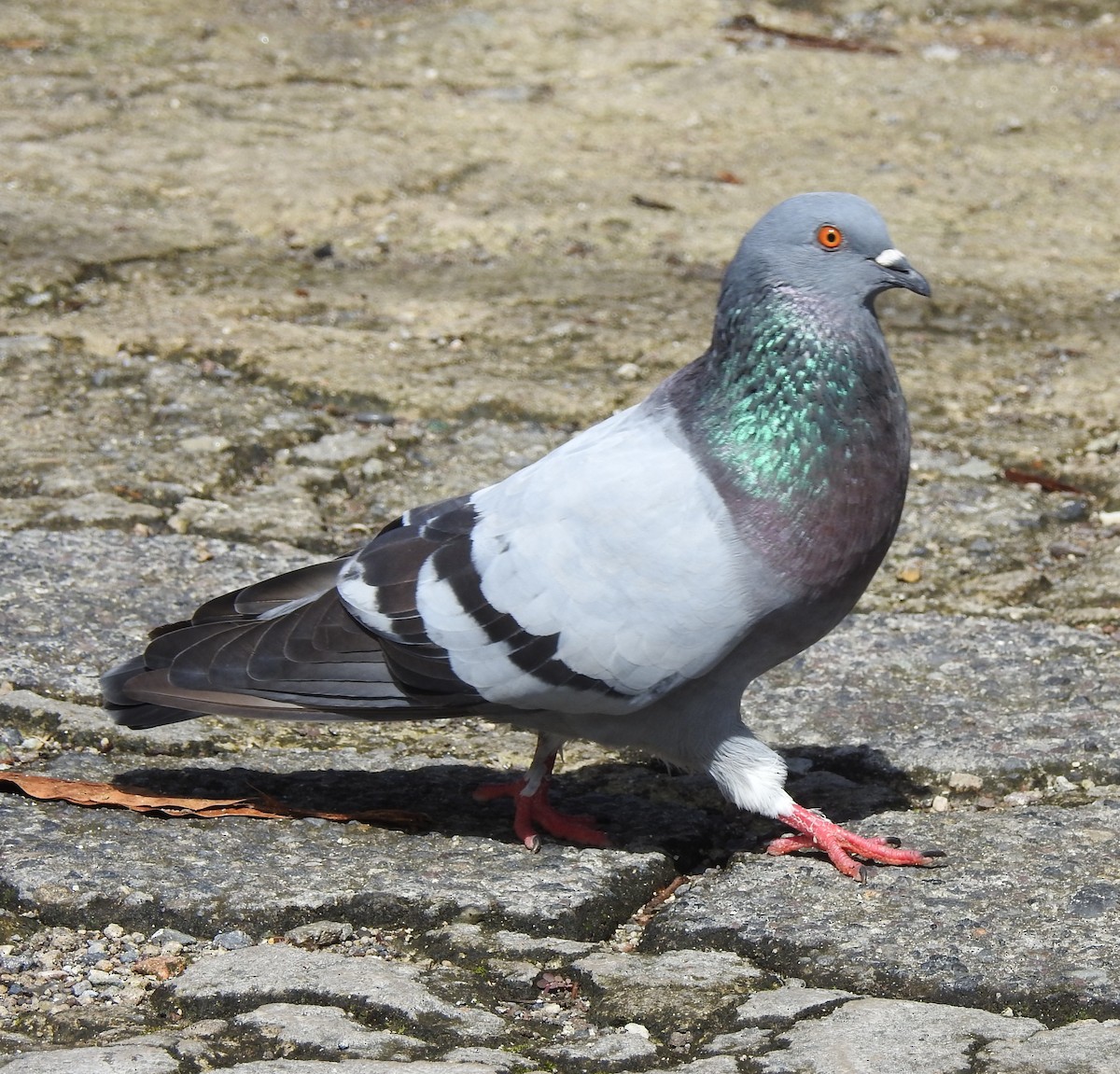 Pigeon biset (forme domestique) - ML494626671