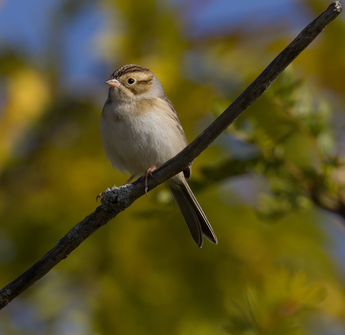 Clay-colored Sparrow - ML494627091