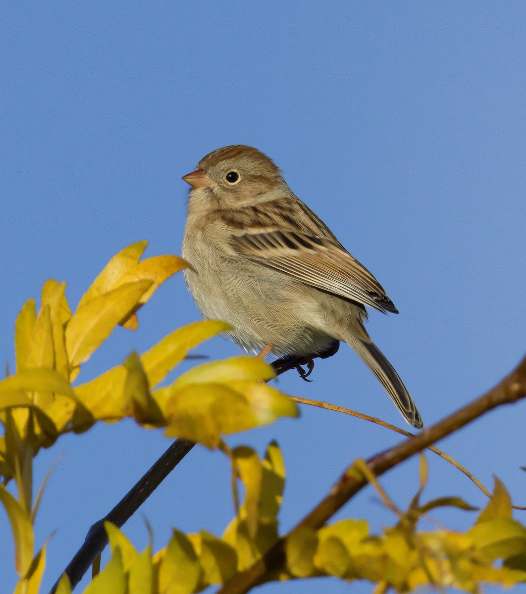 Field Sparrow - ML494627121
