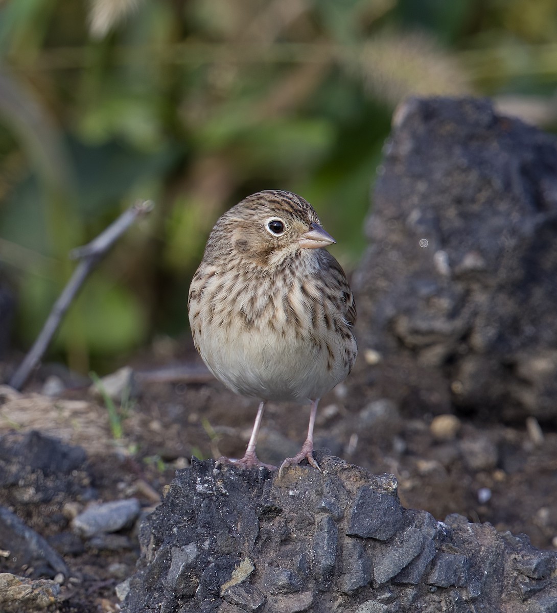 Vesper Sparrow - ML494627191