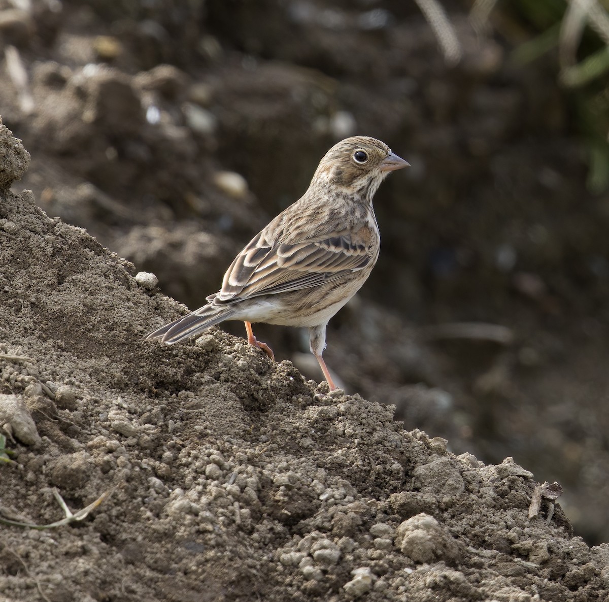 Vesper Sparrow - ML494627201